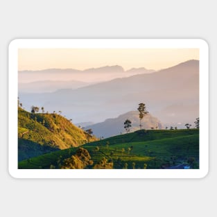 Dawn at tea plantation near Lipton's Seat, Haputale, Sri Lanka Sticker